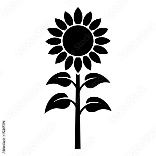 Single sunflower plant with tall stem and large circular flower head