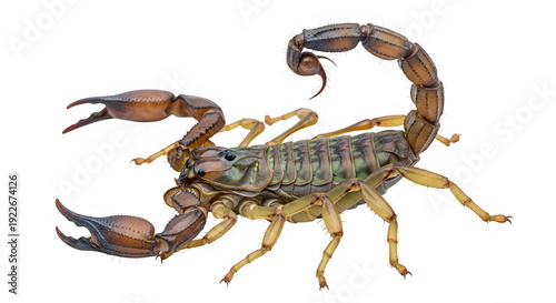 Realistic scorpion illustration with detailed anatomy isolated on transparent background