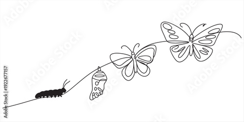 Black and white line drawing of a butterfly life cycle from caterpillar to adult Vector, illustration
