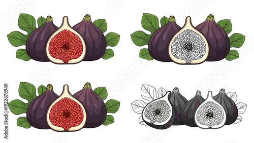 Detailed illustrations of purple figs and green leaves showing whole and cross-sectioned fruit for organic food marketing.