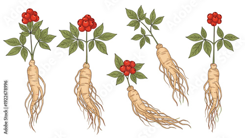 Detailed color illustrations of ginseng roots with characteristic green leaves and red berries for traditional medicine themes.
