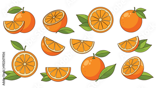 Detailed illustrations of whole oranges and sliced segments with green leaves for refreshing citrus themed designs.