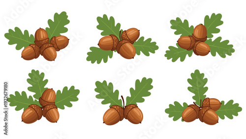 Seasonal illustrations of brown acorns clustered with green oak leaves for autumn and forest nature design projects.