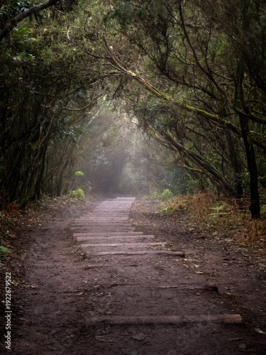Misty forest trail with moss-covered trees in Anaga Rural Park Tenerife