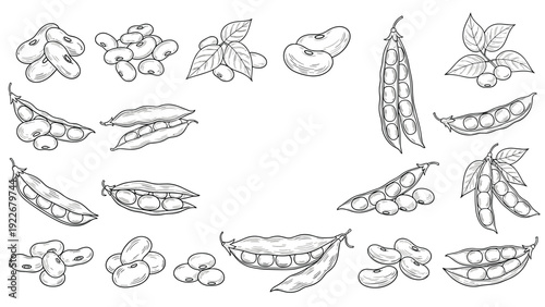 Hand drawn sketches of various beans and peas in pods and loose are shown in a detailed black and white collection.