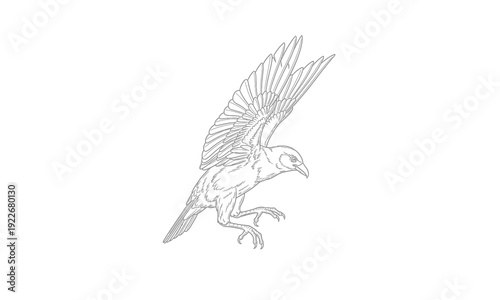 Detailed Illustration of Eagle in Flight.