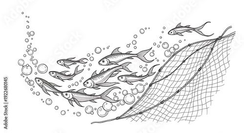 School of fish swims towards a fishing net with bubbles rising.