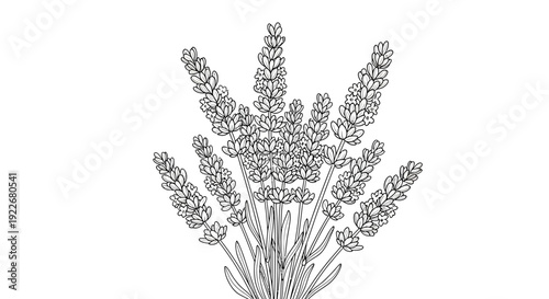 Elegant bouquet of lavender flowers in a simple line drawing