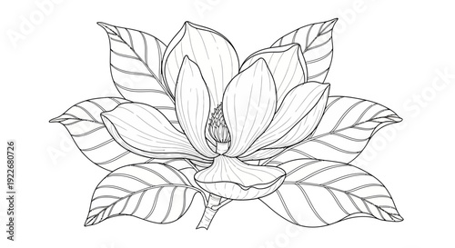 Beautiful magnolia flower with lush leaves in elegant line art