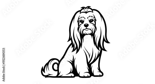 Cute shih tzu dog sitting and looking adorable