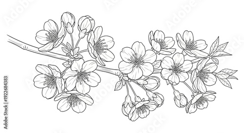 Beautiful cherry blossoms on a branch in bloom