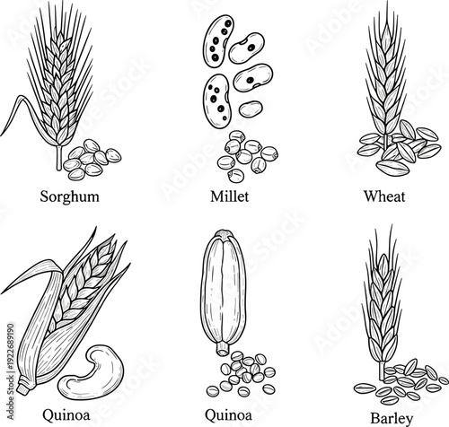 Grain plants engraving vector set. Sorghum, millet, wheat, quinoa and barley sketches. Vintage black and white cereal crop illustrations.
