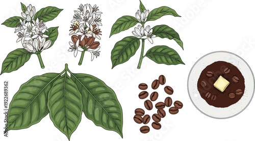 Coffee plant botanical vector set. Arabica flowers, green leaves and roasted beans. Espresso cup top view illustration collection.