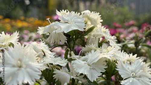 Photos Beautiful white dianthus flowers with water drops in the garden