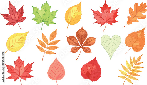 Colorful Autumn Fall Leaves Vector Illustration Set Featuring Maple, Oak, and Birch Foliage in Red, Orange, and Yellow Tones for Seasonal Branding and Thanksgiving Decor