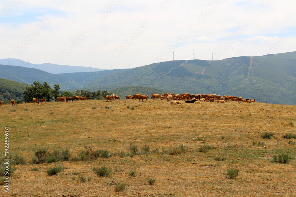 Obraz premium Cattle in High Pastures Between Manjarin and El Acebo de San Miguel July 2024