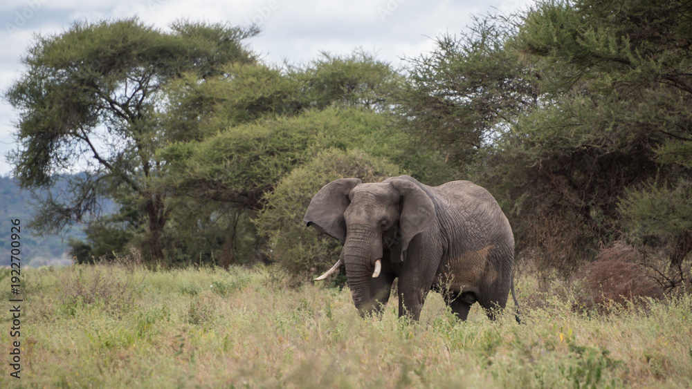 Fototapeta premium Elephant, Tarangire National Park, Tanzania