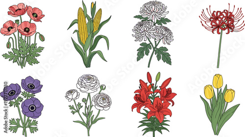 Set of vintage hand drawn floral illustrations including red poppies yellow corn white chrysanthemums purple anemones and orange lilies isolated on a clean white background.