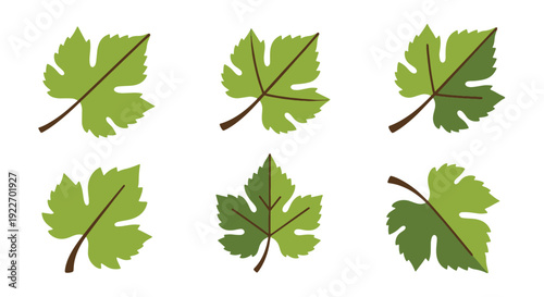 Grapes leaf Line art abstract color composition illustration