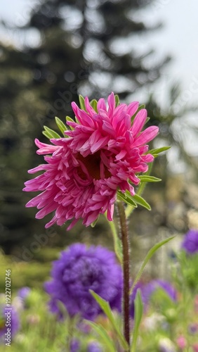 Close Up View of Pink China Aster Flower in Garden