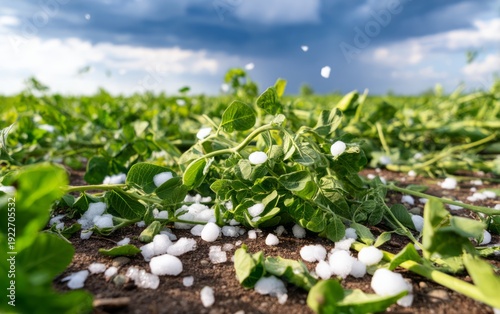 Ice Pellets Damaging Vegetable Crops After Severe Weather
