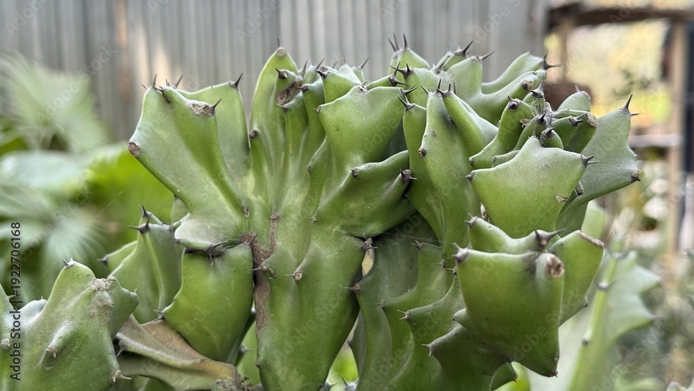 Obraz premium Unique Euphorbia Lactea Crested Cactus With Sharp Black Thorns