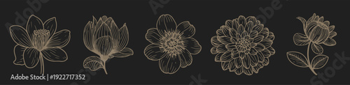  elegant floral line art set delicate botanical illustrations