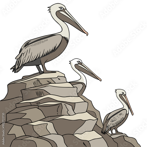 Three pelicans perched on a rocky outcrop