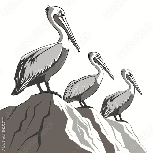Three pelicans perched on a rocky cliff
