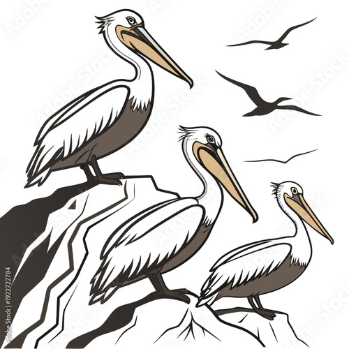 A group of pelicans on a rocky outcrop