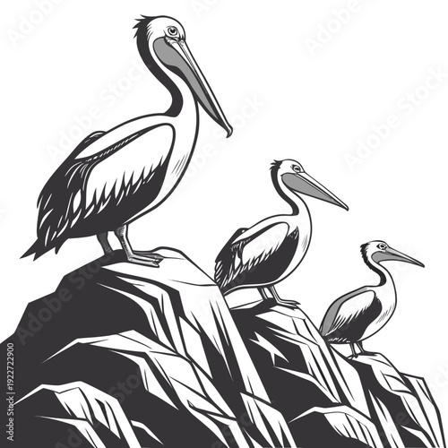 Three pelicans perched on a rocky outcrop