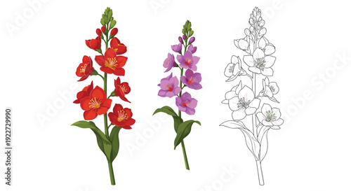 Tall snapdragon flowers shown in red and purple colors alongside a detailed black and white outline version for botanical use.