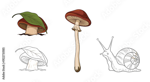 Forest floor scene featuring mushrooms and a slow crawling snail in both colored and black and white outline versions.