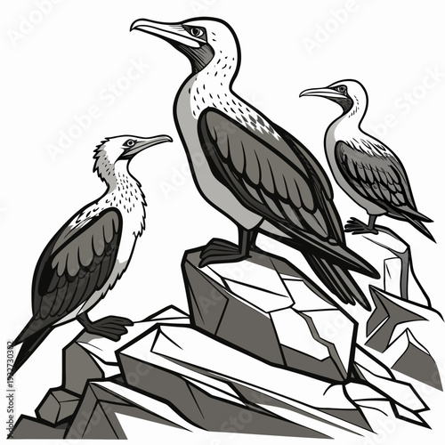 Three birds standing on a rocky outcrop