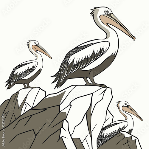 Three pelicans perched on a rocky outcrop