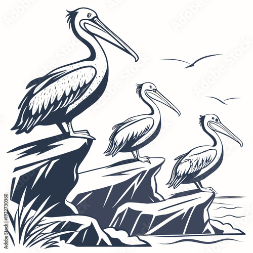 Three pelicans standing on a rocky coastline