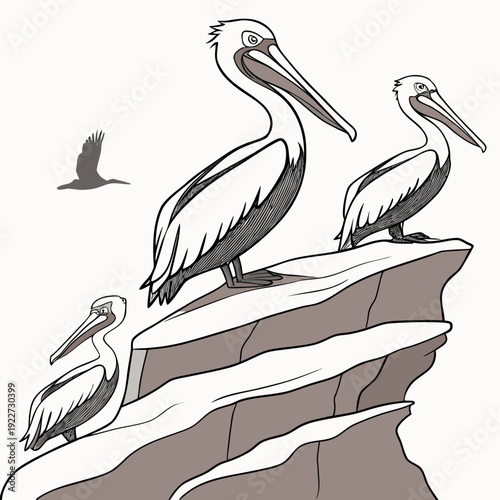 Three pelicans perched on a rocky cliffside