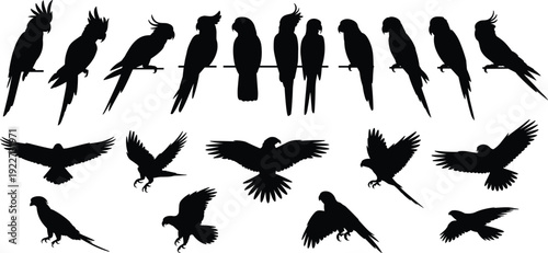 Parrot silhouette collection featuring perched and flying exotic birds isolated on white background for wildlife illustration tropical nature and animal design concepts