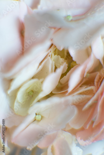 Soft Focus Macro of Peach and Cream Hydrangea Petals for Romantic Background