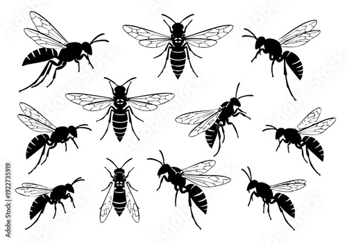 Detailed Black and White Flying Wasp Insect Illustration Collection