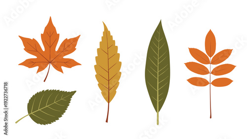 Selection of five individual autumn leaves in shades of orange, yellow, and green showing various shapes and seasonal textures.