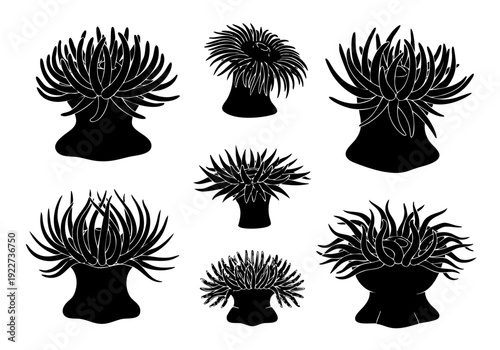 Silhouette Line Art Sea Anemone Marine Invertebrate Ocean Life Illustration