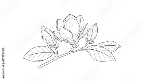 Detailed line art illustration of a magnolia flower branch with elegant buds and leaves, botanical drawing on white background.