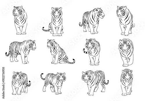 Detailed Line Art Tiger Illustration Set in Different Poses Isolated on White Background