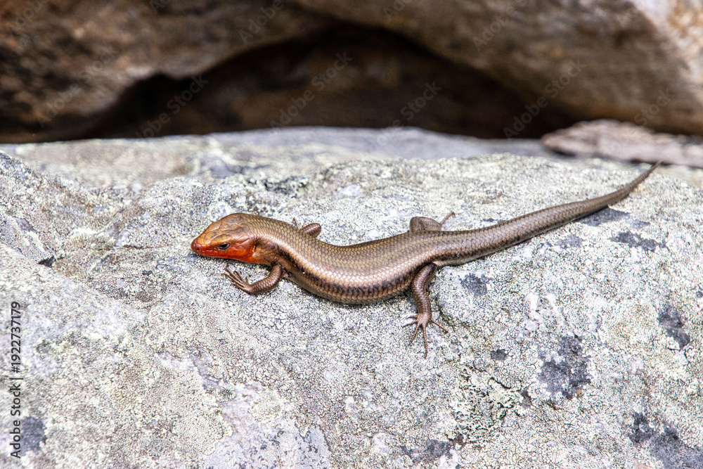 Obraz premium five linked skink female with orange head is sun bathing in the rocks