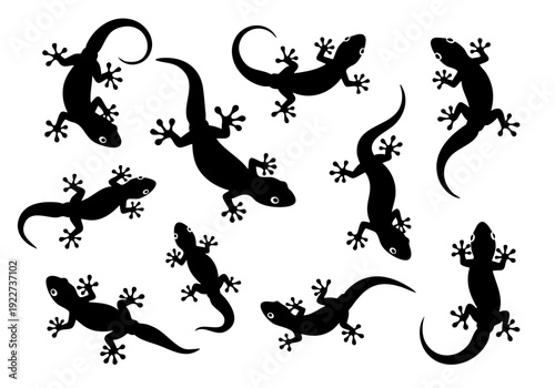 Silhouette Elegant Gecko Lizard Reptile Animal Wildlife Graphic Illustration