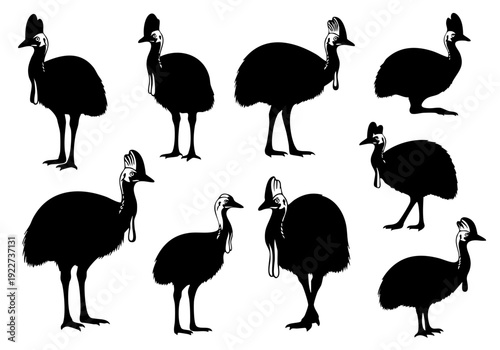Silhouette Detailed Cassowary Bird Standing Position Various Poses Animal Illustration