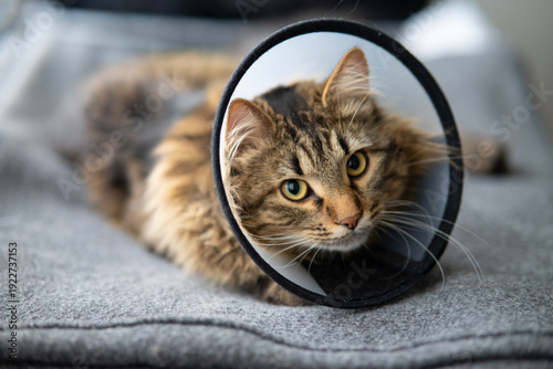 Tabby cat wearing plastic protective Elizabethan collar after surgery recovery