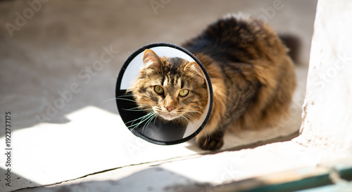 Tabby cat wearing plastic protective Elizabethan collar after surgery recovery