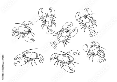 Outline Handdrawn Lobster Seafood Crustacean Animal Sea Life Illustration